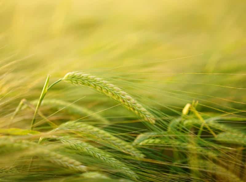 Barley Crops