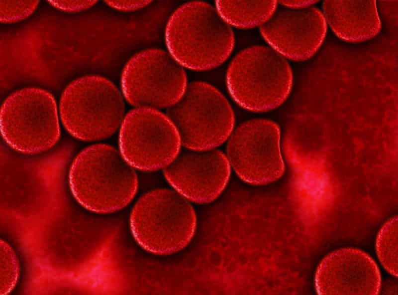 Blood Cells In Vessel